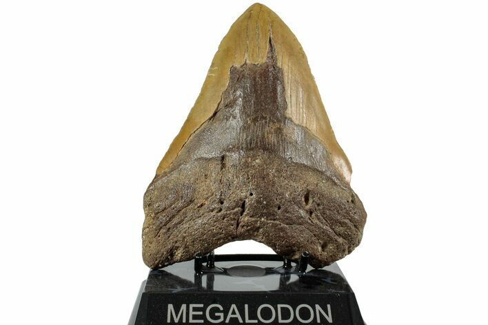 Huge, Fossil Megalodon Tooth - North Carolina #235516
